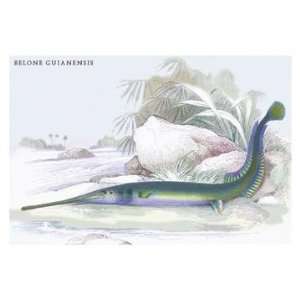  Belone Guianensis 20x30 poster