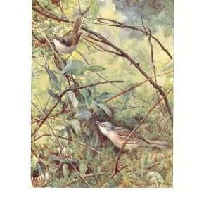  Coloured Bird Drawing Whitethroats Collins