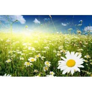  Field of Daisies and Perfect Sky   Peel and Stick Wall 