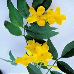  Yellow Jasmine Revolutum (Jasminum Humile) Patio, Lawn 
