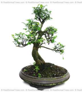 Real Old Chinese Elm Bonsai Tree w/Pot and Plant Live  
