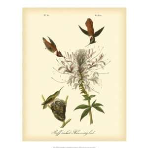  John James Audubon   Ruff   Neck Hummingbird Giclee Canvas 