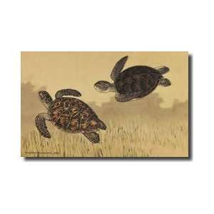 Marine Turtles Belonging To The Cheloniidae Family Giclee Print 