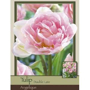  Tulip Double Late Angelique Patio, Lawn & Garden