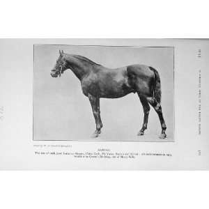   1913 Antique Photograph Horse Santoi Sire Shogun Yama