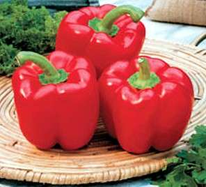 Tasty Red Bell Pepper 4 Plants   Gourmet  