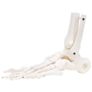   Loose Foot and Ankle Skeleton  Industrial & Scientific