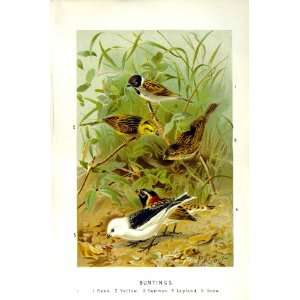   NATURAL HISTORY 1894 95 BIRD BUNTINGS SNOW YELLOW REED