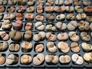 Living stones Lithops Variety MIX succulent mesembs stone cactus seed 