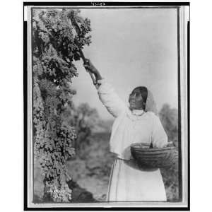   hanamh,Papago woman picking cactus fruit with wooden stick,Arizona,AZ