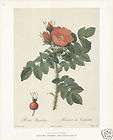 75 Sale Redoute Botanical Print 128 Sulphur Rose  