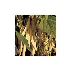  Golden Lumen Wax Snap Bush Bean Patio, Lawn & Garden