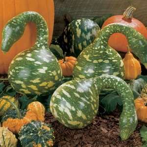  Speckled Swan Gourd