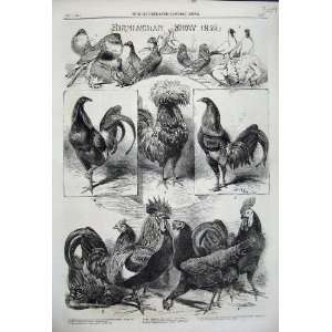  1858 Birmingham Bird Poultry Show Pigeons Fowl Fantail 