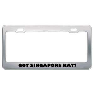  Got Singapore Rat? Animals Pets Metal License Plate Frame 