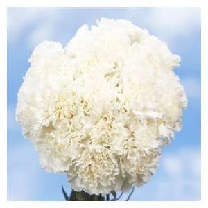 White Carnations Long 300 Grocery & Gourmet Food