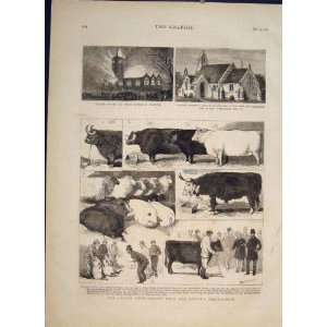  Cattle Show Sketches Pigs Sheep Cow Cows Church 1877