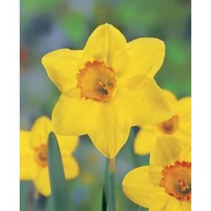  Narcis Pinza yellow red yellow cup 5_bulbs Patio, Lawn 