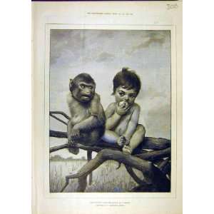  Egotist Monkey Child Tree Dvorak Animal Print 1890