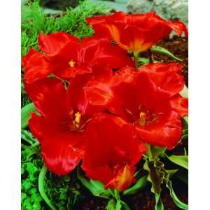   Tangerine Beauty Tulip Flower Bulbs   12 Bulbs Patio, Lawn & Garden
