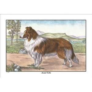 Exclusive By Buyenlarge Scotch Collie 12x18 Giclee on 
