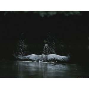  African Darter Bird Splashes in a River in Loango National 