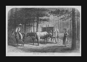 South Carolina, Peach Season, antique engraving, original 1877  