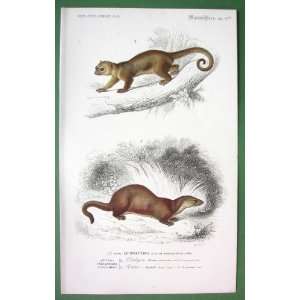 MAMMALS Honey Bear European Otter   SUPERB H/C Color Antique Print 