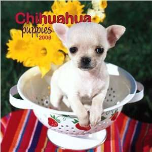  Chihuahua Puppies 2008 Mini Wall Calendar