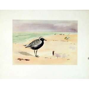   Print Fine Art Antique Grey Plover Birds 1924 Color