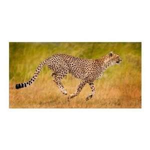  Andy Biggs   Running Cheetah Giclee