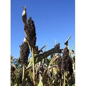   SORGHUM SUGAR CANE Saccharum Officinarum Grain Vegetable Seeds Patio