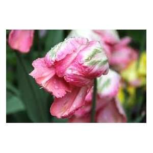  Salmon Parrot Tulip Seed Pack Patio, Lawn & Garden