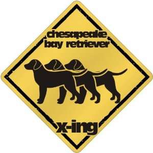  New  Chesapeake Bay Retriever X Ing / Xing Iii  Crossing 