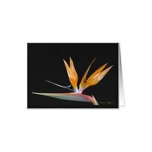  Flower Bird Of Paradise Invitation Card Health & Personal 