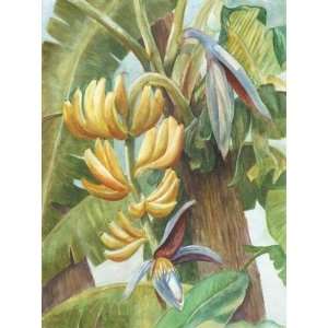  Banana Tropicana by Barbara Shipman. Size 24 inches width 