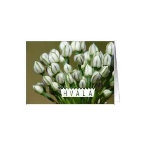  Hvala means Thank You in Slovenian, White Flowers Card 