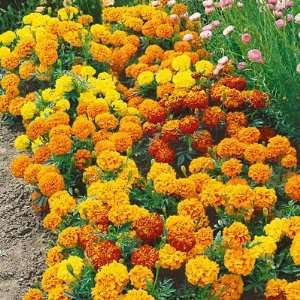  Marigold Seeds Sparky Mix Patio, Lawn & Garden