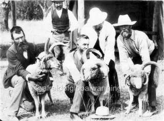 Photo ca 1899 Australia Freak Sheep Circus Sideshow  