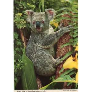  Post Card Koala, One of Australias Unique Animals, Photo 