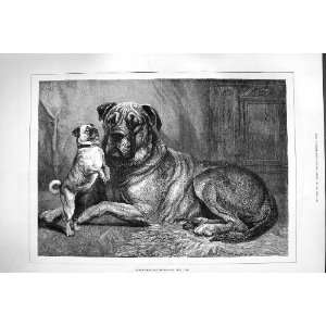  1880 COMPARISONS ARE ODIUS BIG SMALL PET DOGS ANIMALS 