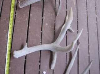  shedsMule DeerCOLLECTORS L@@K whitetail elk moose rack antlers