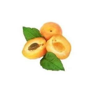 Apricot Puree 49 Oz. Oregon Fruit Products  Grocery 