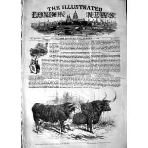  1847 SMITHFIELD CLUB CATTLE SHOW HEREFORD OX HIGHLAND