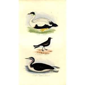  Eider Duck Petrel Diver Feathered Tribes 1841 Mudie