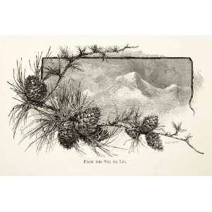   Whymper Pine Cone Twig   Original In Text Wood Engraving Home