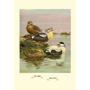  Eider and King Eider Ducks 44X66 Canvas