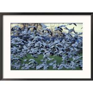  Snow Geese in the Skagit Valley, Skagit Flats, Washington 