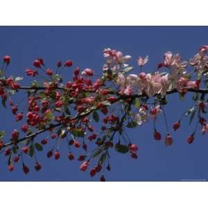  Flowering Crabapple Tree Branch Against a Clear Blue Sky 