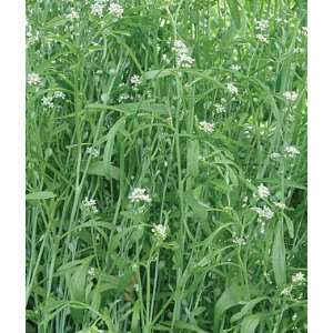  Cress, Broadleaf Organic 1 Pkt. (1000 Seeds) Patio, Lawn 